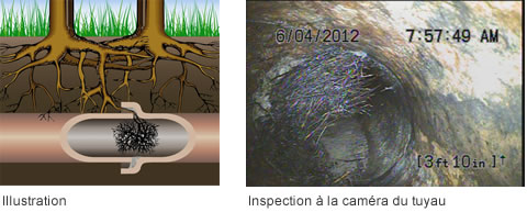 Racines dans tuyau - Inspection à la caméra du tuyau